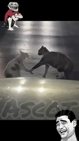 😂😂#foryou #foryoupage #fyp #fypシ #fypシ゚viral      