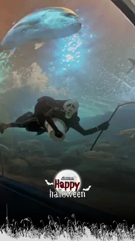 ใครมาวันนี้ ก็รับความสยองไปเต็มๆ #HappyHalloween #chiangmaizooaquarium #ฮาโลวีน  