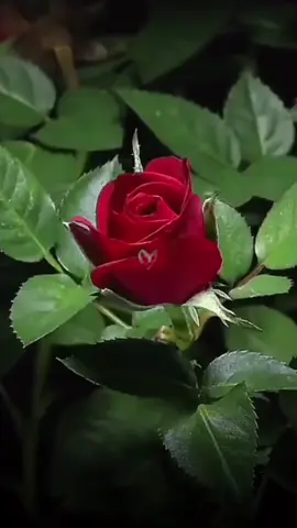 #LIVEIncentiveProgram #GoLIVEGrowFast #PaidPartnership 