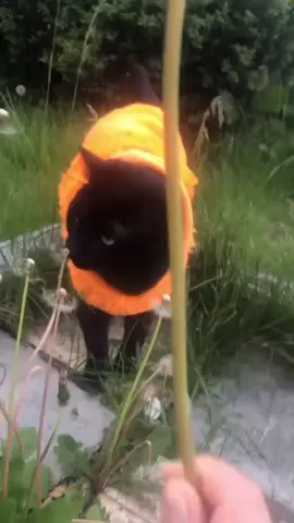 Listen to Flower on every streaming platform #flower #voices #cat #catmemes #breakcorememes 