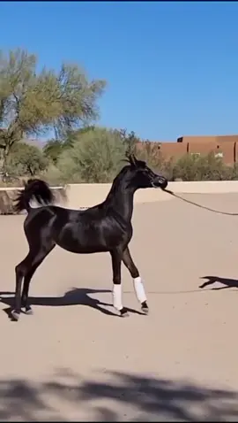 جمال الخيل العربية #f 