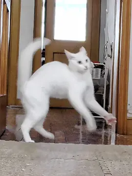 Lively as an orange cat 🐈 #cat #kittycat #whitecat #orangecat 