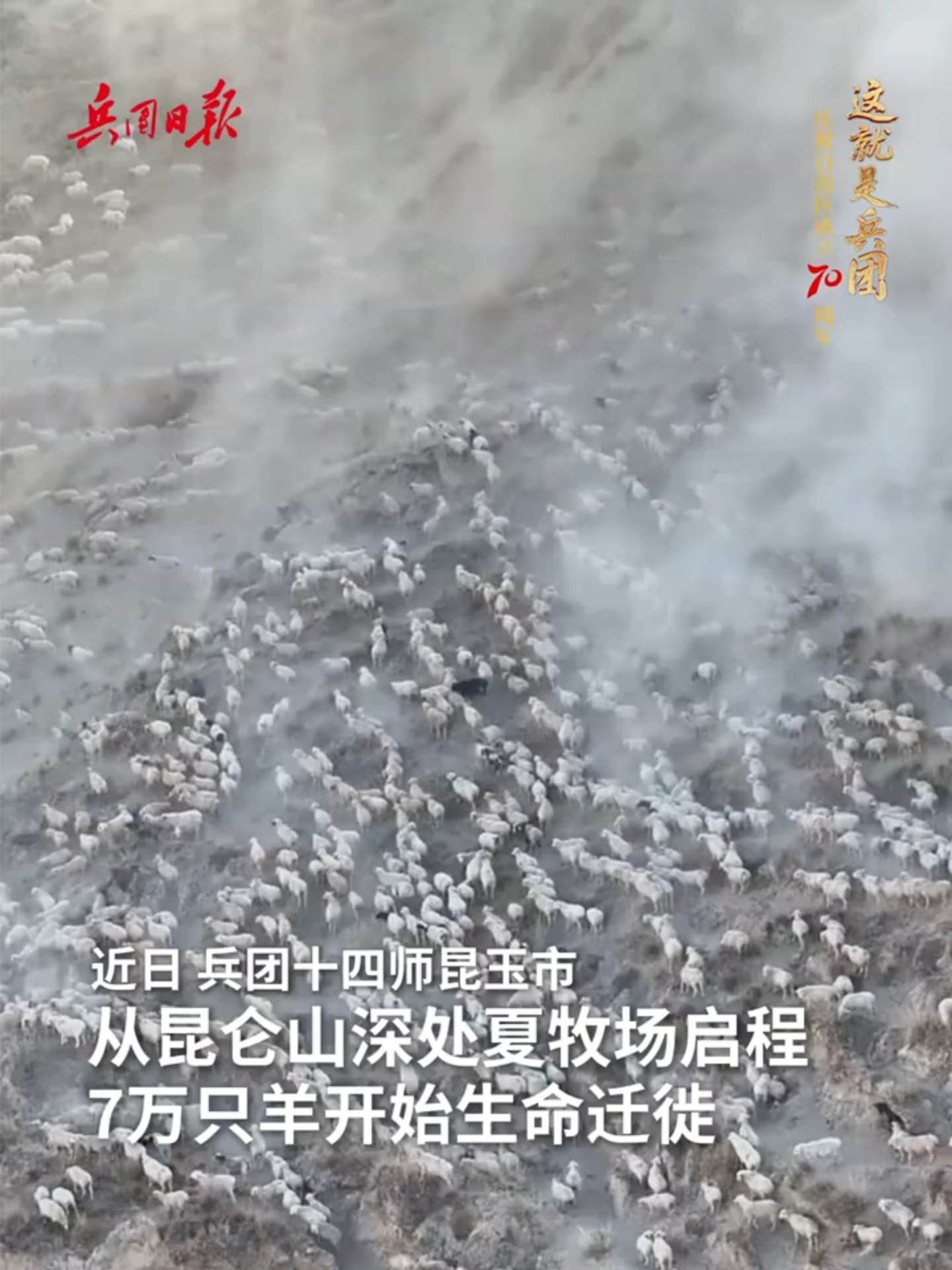 La rotation des pâturages au fil des saisons : un troupeau de moutons imposant se déplace des pâturages d'été vers ceux d'automne, un spectacle grandiose ! #Chine