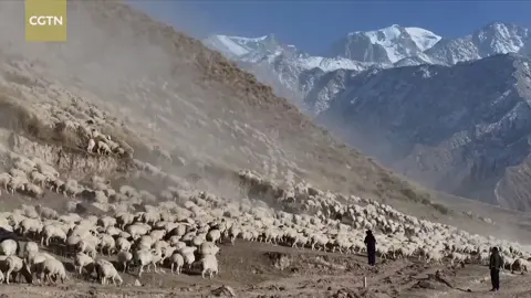 🐑 Více než 70 000 ovcí se v Sin-ťiangu vydalo na cestu k podzimním pastvinám. Jejich stáda se vinou podél majestátních hor a vytvářejí velkolepou přírodní podívanou. 