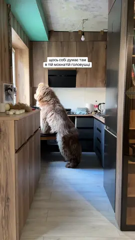 #mastiff #tibetanmastiff #тибетськиймастиф #мастиф #тибетскиймастиф 