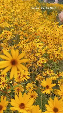 #부산 #기장군 #핑크뮬리  mùa hoa giã quỳ ,ở đây hoa giã quỳ và đẹp mê hồn luôn mọi người ,ở hàn chưa thấy ở đâu mà nhiều hoa giã quỳ như đây luôn ,mê mê 😍