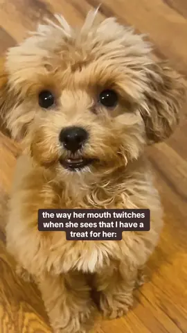 girl, same..  #exciteddog #cutepuppy #maltipoopuppy #maltipoo #dogfun