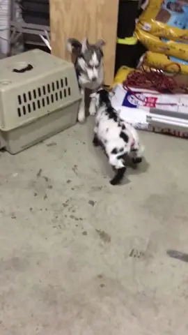 Funny little goat #tiktok #fouryou #farm #fyp #animals #cute #baby #happy #funny #goat 