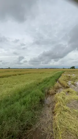 #🌾🌧️ 