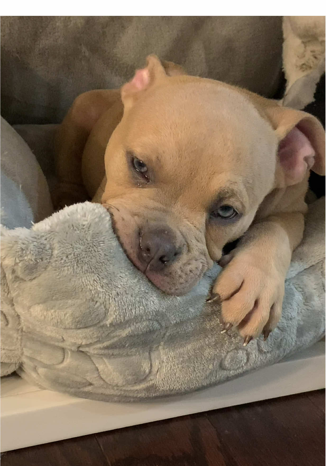 Replying to @Philly_Bear Because of that face, he’s been spoiled his whole life 🐾