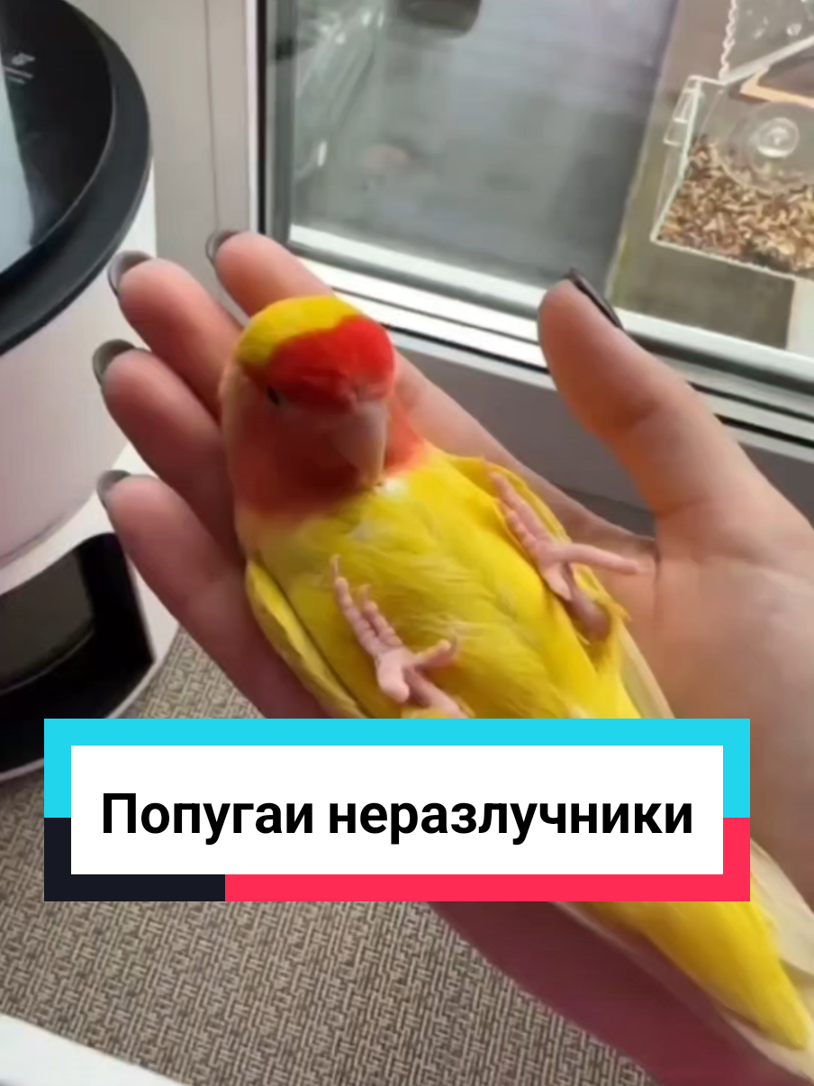 Попугаи неразлучники #питомцы #рекомендации #топ #животные #неразлучники 