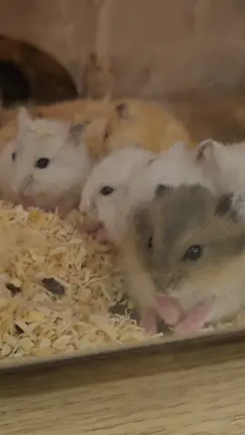 이번주 분양가능한 햄스터아가들 🤍 #햄찌네,#햄스터분양