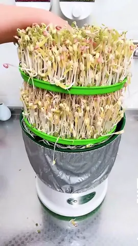 Máy làm giá đỗ tự động 3 tầng. Mỗi lần làm được 2-3kg giá đỗ cực Đơn giản, tiện lợi ,an toàn #maylamgiado #giadungtienich #dungcunhabep 