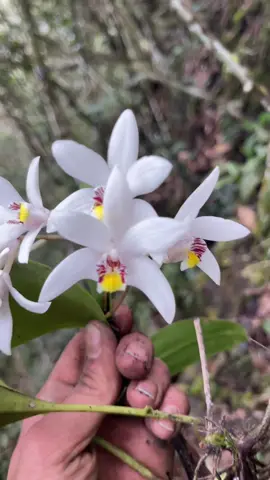 Hoa lan tai thỏ quá đẹp🥰#hoa 