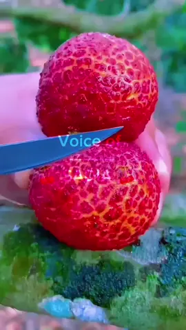 সাপোর্ট করো প্লিজ  . . . . #foryoupage #unfrezzmyaccount #foryou #viralvideo #fypシ゚ 