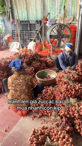 Các bác mua giỏ hàng góc trái nhaa#nôngsảnviệt #hanhtoi🧄 #xuhuongtiktok 