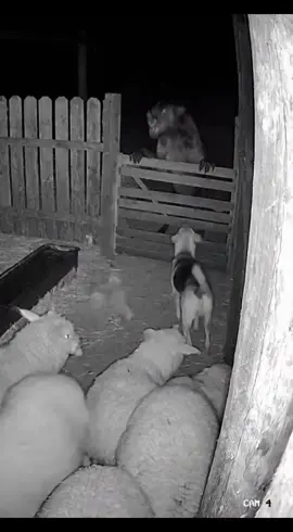 #are #scary #fy #cctv #skinwalker What is this creature? Is it a tangible hyena? 