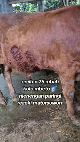 kedah murah njih mbah🙄