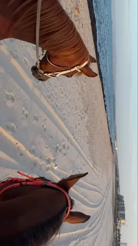 Our therapy 🐎❤️#fyp #equestrian #🇹🇳 