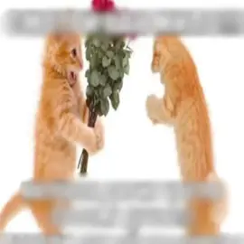 очень дико извиняюсь, когда я обьяснял про двугорбых верблюдов там в красной книге не виды, а породы я не могу искупить свою вину я не могу искупить свою вину😭 #позитив #верблюды #интересно #ирак #джордж 