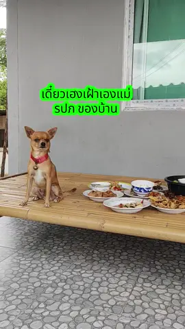 เจ้าเฮงแสนรู้#หมาชิวาวา #หมาแสนรู้#เฮงๆ 