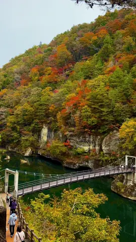 Tō-no-Hetsuri (塔のへつり) is a scenic spot in Fukushima Prefecture, Japan, known for its dramatic natural rock formations carved by the Aga River over millions of years.  The towering cliffs resemble pagoda-like shapes, giving the site its name“hetsuri” means “cliff” in the local dialect.  A suspension bridge crosses the river, offering stunning views of the layered rocks and the lush surrounding forest, which becomes especially beautiful during autumn.🍂🍁 📍 Tō-no-Hetsuri, Shimogo, Fukushima 🗓️ 2025.10.31 #japan #autumn #fyp #foryou #trending 