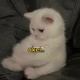 #cats #cute #funny #voiceacting #meme 