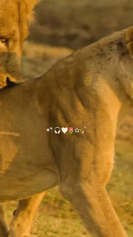 #بس_يكون_حميكي_اسد_بي_عمرك_من_نبح_الكلا😎 #🦁#إكسبلور؛🔥 #زتو_اقتباسات_حلوه_للفيديو🌝❤🖇 #fypシ゚viral🖤tiktok☆♡🦋 