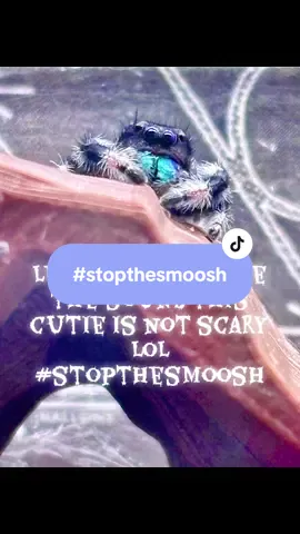 Fighting arachnophobia one cutie at a time #spoodlife #spoodmama #jumpingspider #stopthesmoosh 
