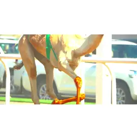 الجديد:الشاهينيه بن صافيه💯👍👏 #هجن_الاصايل #_اللقاء #_العربية_الاصيلة_أمول_حيل_النام #الهجن_العربية_الاصيلة #الهجن_العربية_الاصيلة_زمول_حيل_النامو               