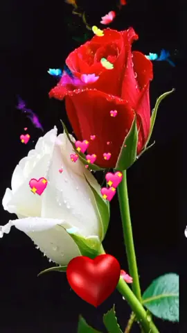 #Assalamu 'alaikum warahmatullahi wabarakatuh