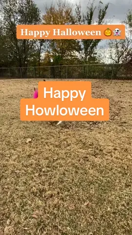 Wishing everyone a safe and Happy Howloween #becswolfdogs #hazel_wolfdog #asher_wolfdog #wolfdog #wolfdogsoftiktok 