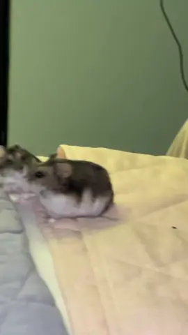 siblings 🥰💗 #fyp #viral #hamster #hamsterlucu #hamsterpasuruan 