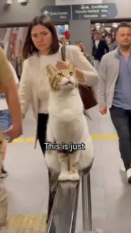 Both cats and people-enjoys this city as equals.💕#cat #Love 