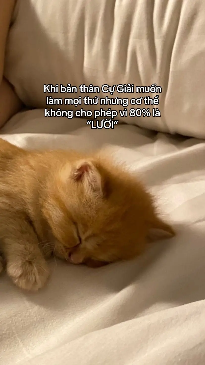 #sleep #cunghoangdao #cugiai #cugiaithang066 