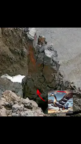 #fyp #nature #fup #brainrot 