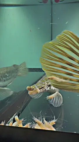 Bửa ăn cuối cùng mai về hồ lớn nha #CapCut #tankfish #cacanh #xuhuong #trending #aligator #vietnam #aligatorplatinum #nguyenvukhoa #csht #saubong #sauhoatienbong #cshtxanthich #casauhoatien 