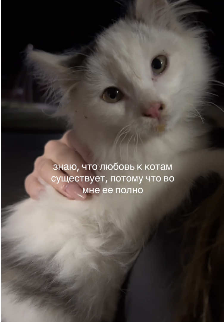 #рекомендации #рек #fyp #коты #catholic 
