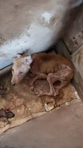 #спасениежизни #собакадругчеловека #собака 