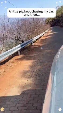 An unexpected chase changes a lifetime.#petpig #pigsoftiktok #adopt #rescuepig #saveanimals 