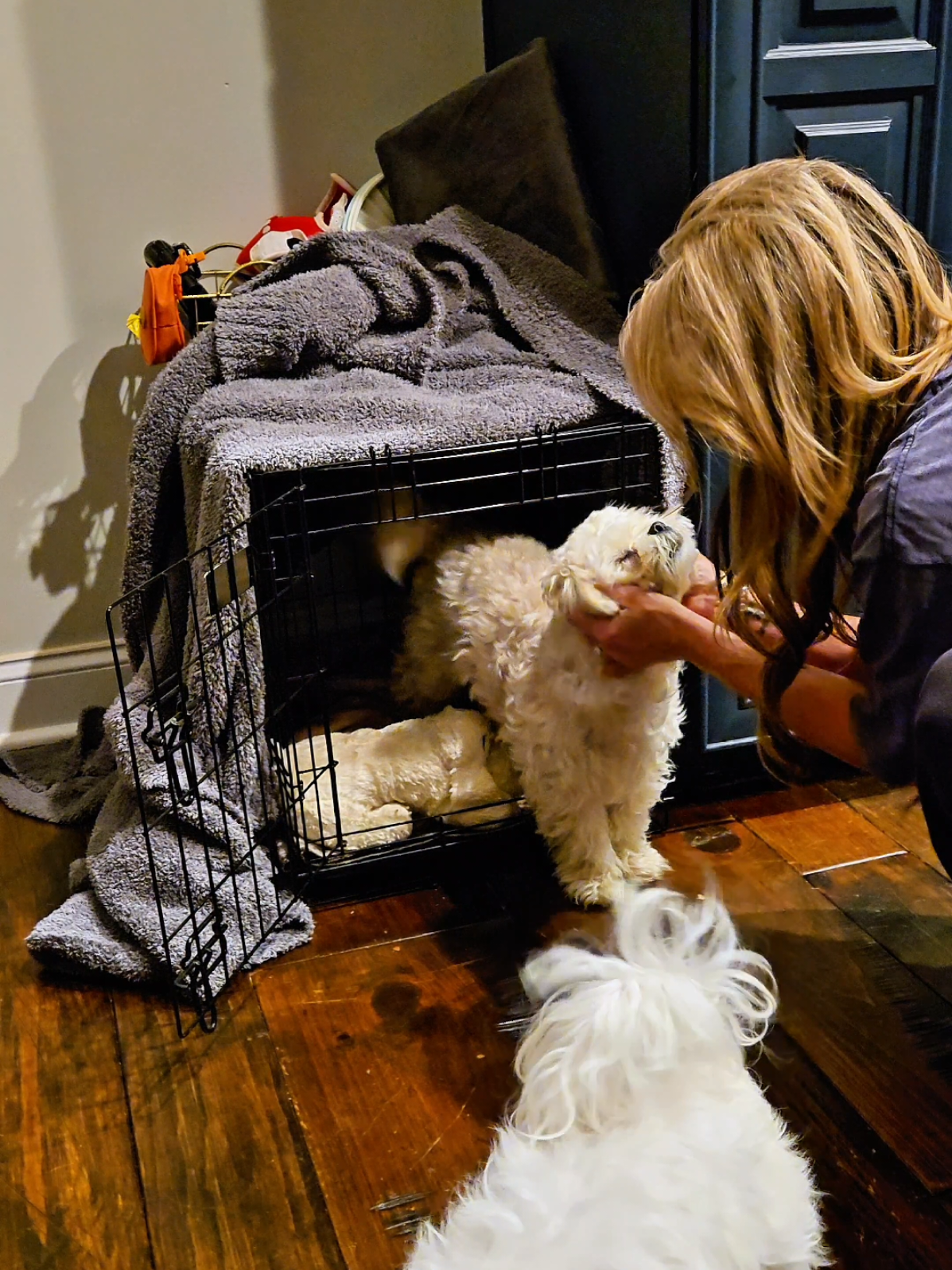 My Non-aesthetic morning with my little cotton balls. Happy Halloween! 