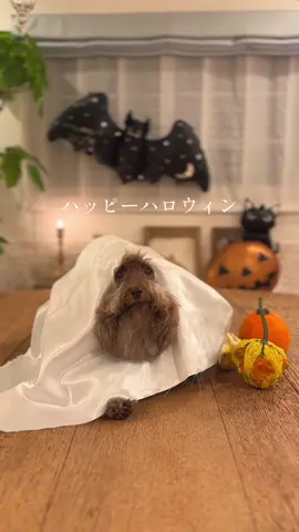 Happy Halloween🎃👻🍭‎ #トイプードル #もふもふ犬 #ハロウィン 
