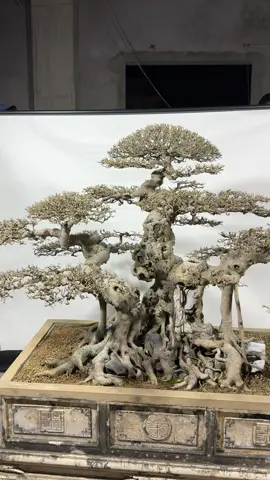 Tp tham gia festival Phú thọ#caycanh 