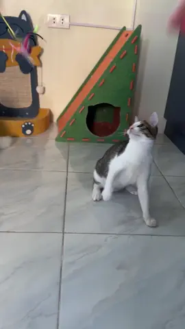 solid mga atake ni chimping siga ba naman sa purok dos 🤣