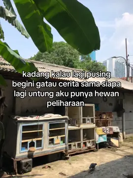 untung punya merpati😊#merpatikolong #burungdara #fyp 