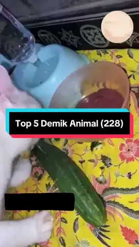 Top 5 Demik Animal (228) @Demik Animal Official  #hewanlucu  #dubbingindonesia  #lucu_ngakak  #fyp 