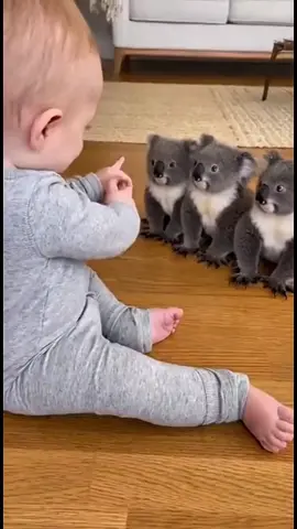 Bayi lucu bermain dengan koala 🐨