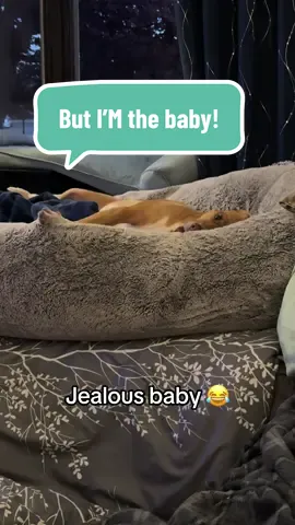 Luna’s jelly whines when her sisters are in “her” snuggle spot 😂 #funnydog #pibble #jealousdog #babydog #puppytiktok 