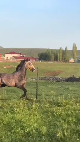 🖤🐎🐎#atlar #kefşet #şakiro #sitranenkurdi #ypfッ 