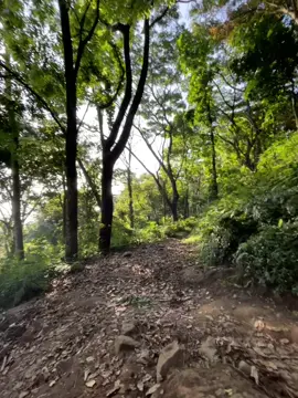 ternyata berisiknya suara tonggret lebih tenang daripada berisiknya manusia.  #penanggungan1653mdpl 